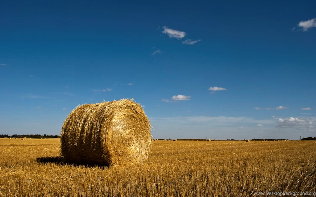Download Making Hay Widescreen Wallpapers