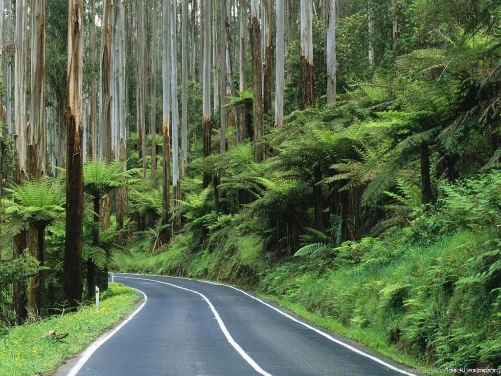 Wallpapers Forest Hd Free Amazing Beautiful 1024x768