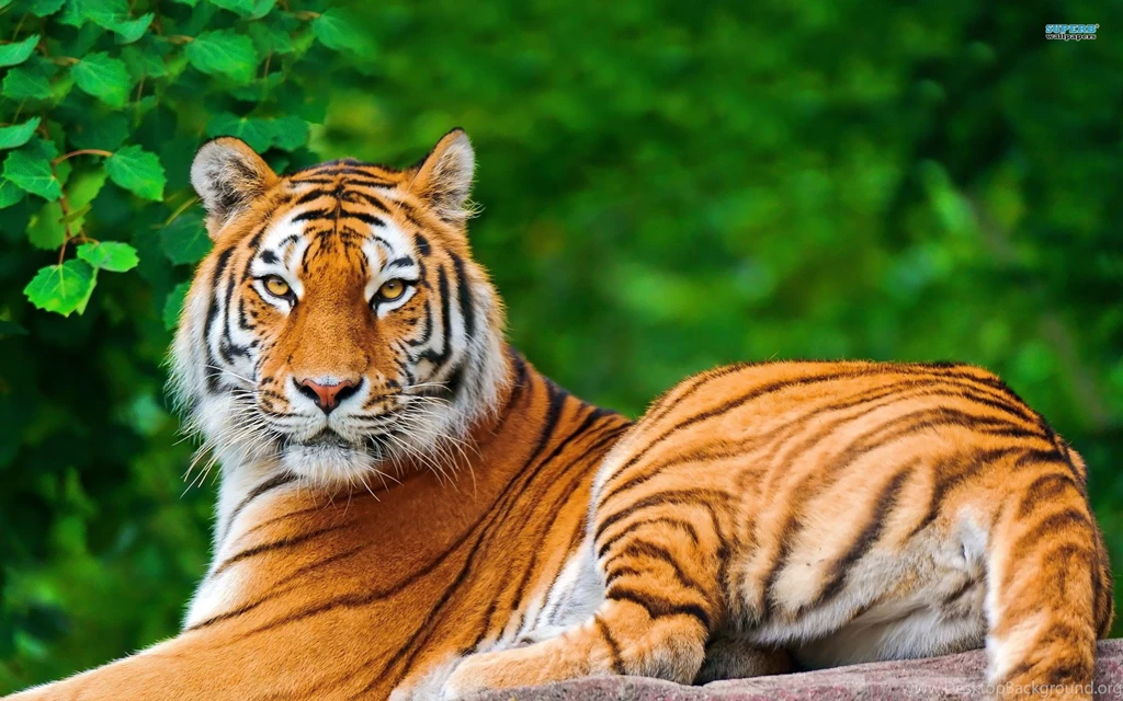 Tiger Wallpapers WF1104