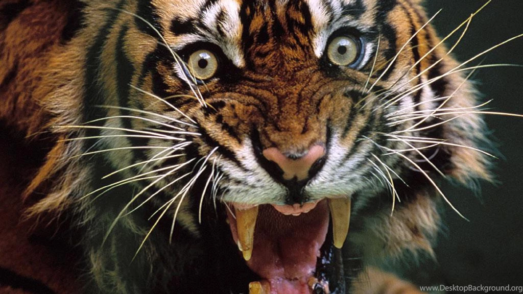 Animal Tiger HD Wallpapers, Desktop Backgrounds, Mobile Wallpapers ...