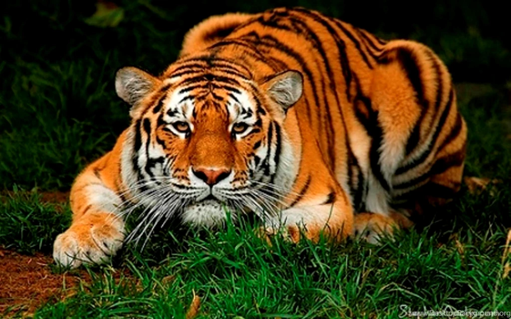 Pictures Top 10 Tiger Tiger Wallpapers Top Ten Wild Animal 5 ...