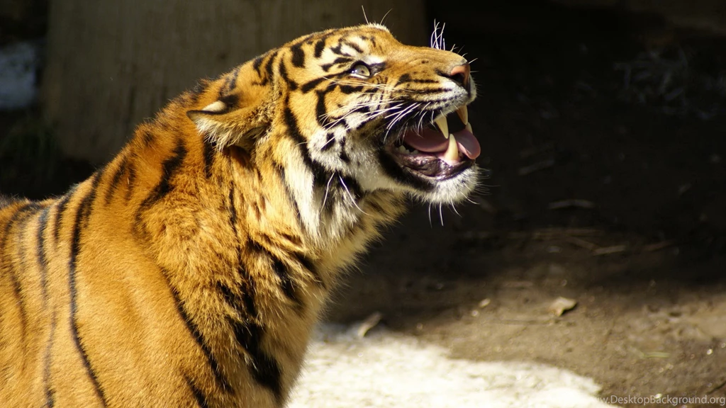 Tiger Computer Wallpapers, Desktop Backgrounds