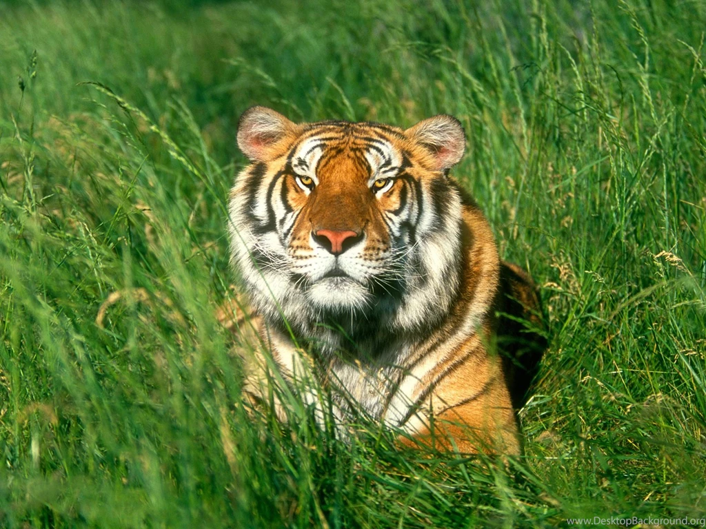 Tiger Part 1 Animal Wallpapers