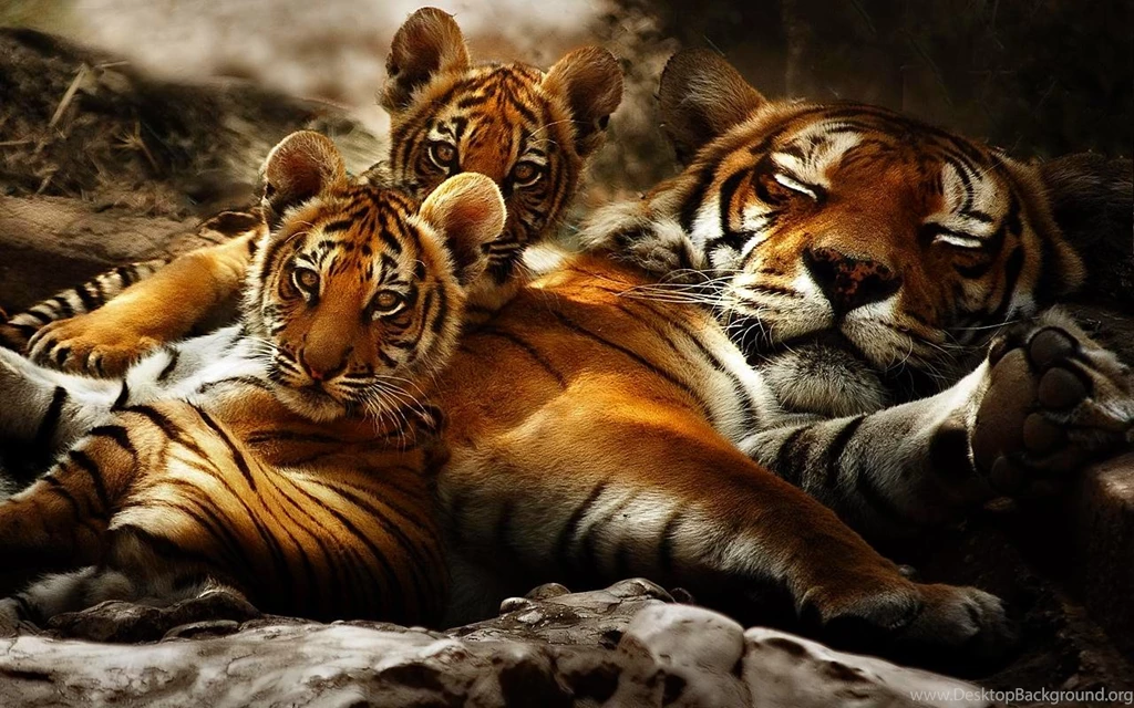 Download Animal Tiger Wallpapers 1280x800