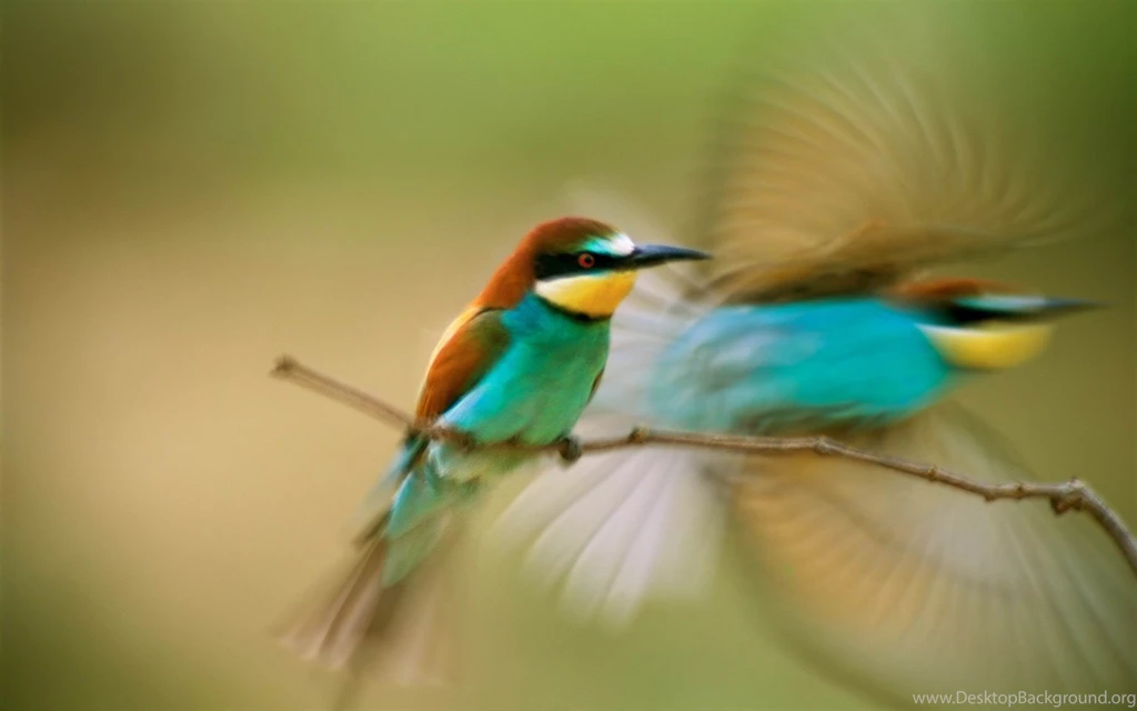 Hummingbird MAC OS X Mountain Lion HD Wallpapers 1920x1200 ...