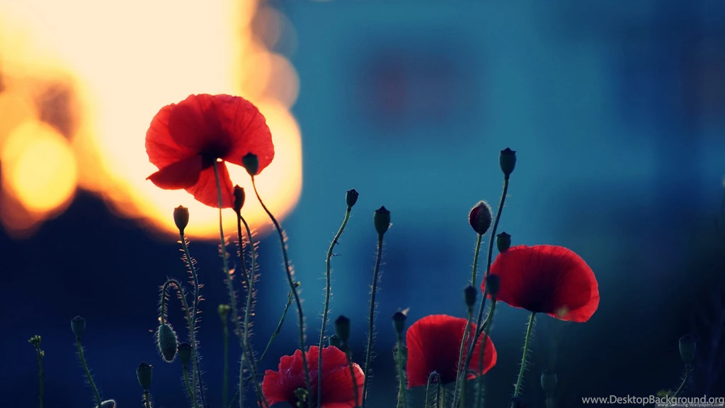 Nature / 1920x1080_Samsung Wallpapers