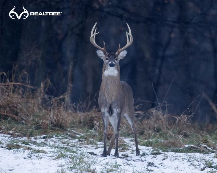 Realtree Wallpapers