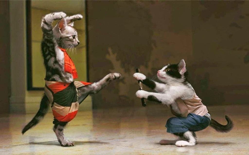 Karate Cat Funny HD Wallpapers HD Wallpapers Storm