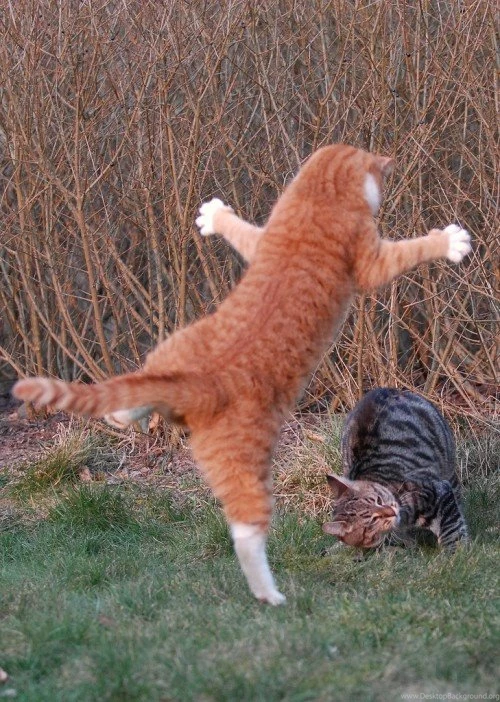 Animal Zoo Life:
