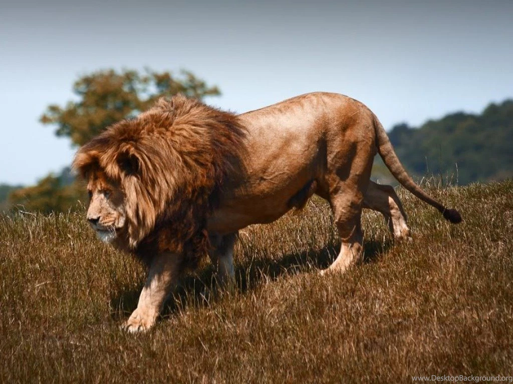 Most Powerful Lions In World