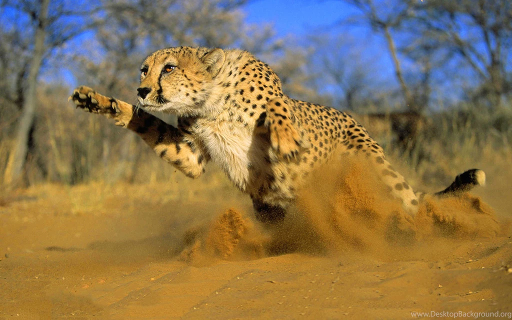 Cheetah Running Sand Wallpapers