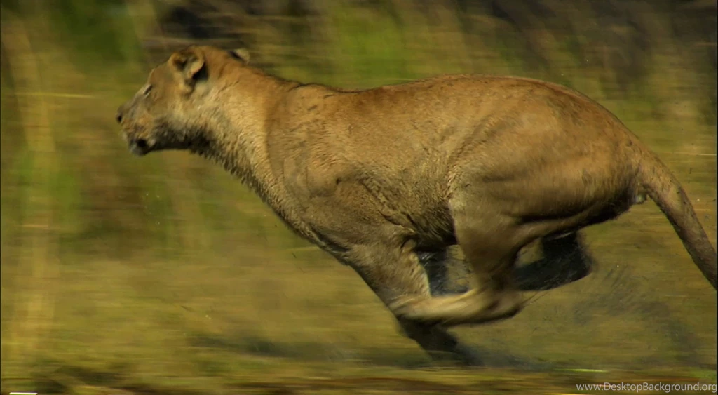 Desktop Lion Running Images