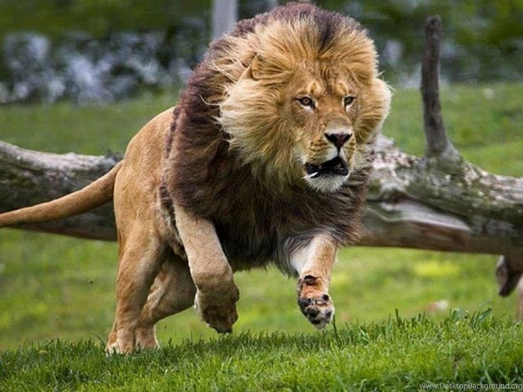Lion HD Pictures On Pinterest