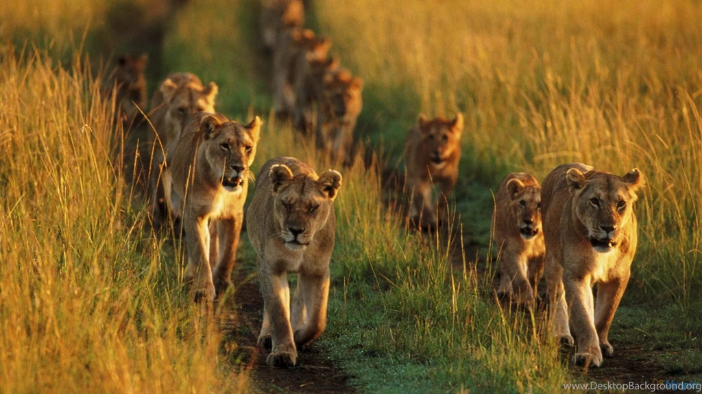 Family Of Lion Running Wallpapers Free Hd Wallpapers