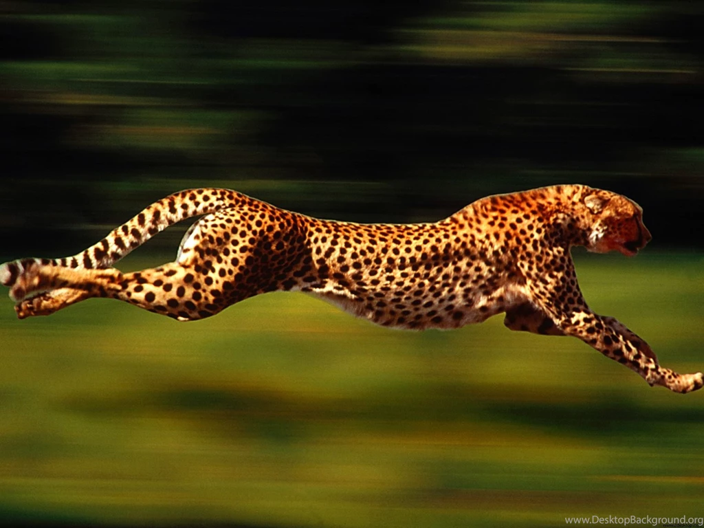 Angry Lion Running Wallpapers Dowload