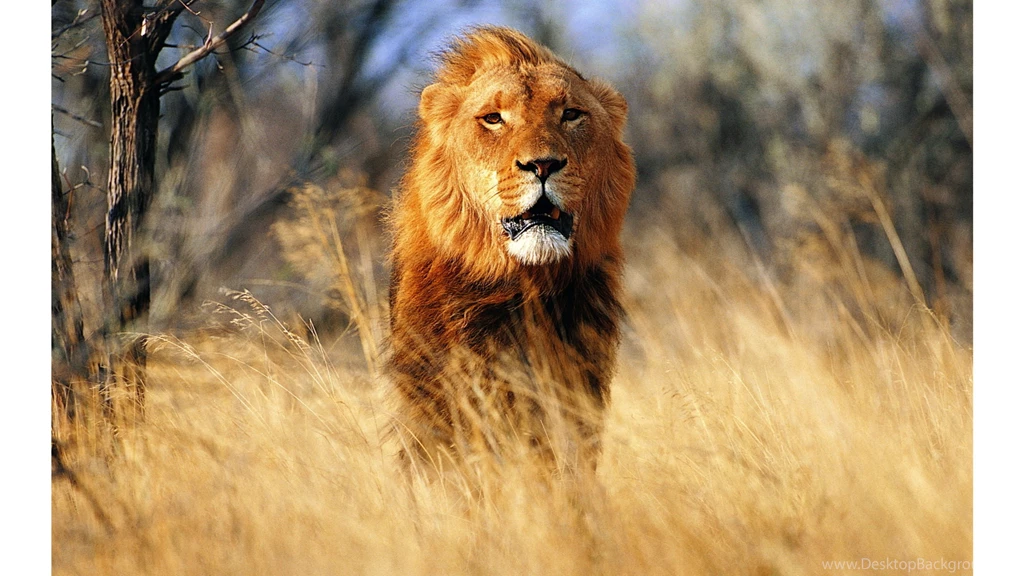 Running Lion 4K Wallpapers