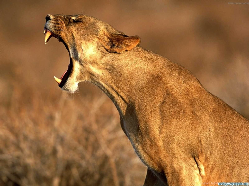 30 + Beautiful And Stunning Lion Pictures
