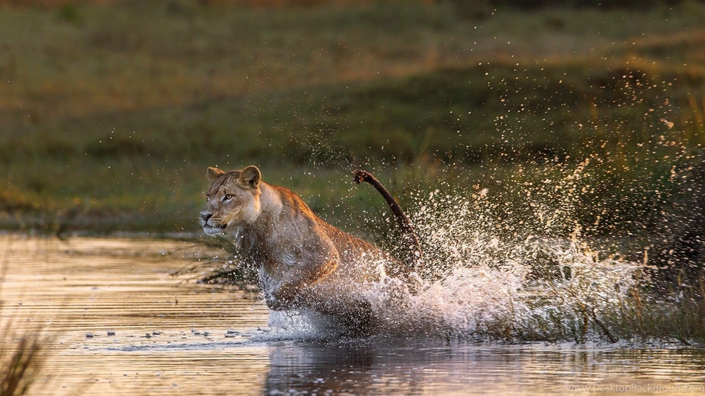 Lion Running In Water Full