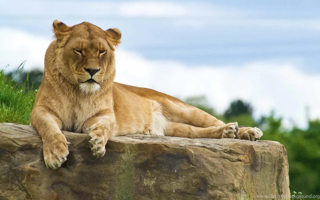 Lions