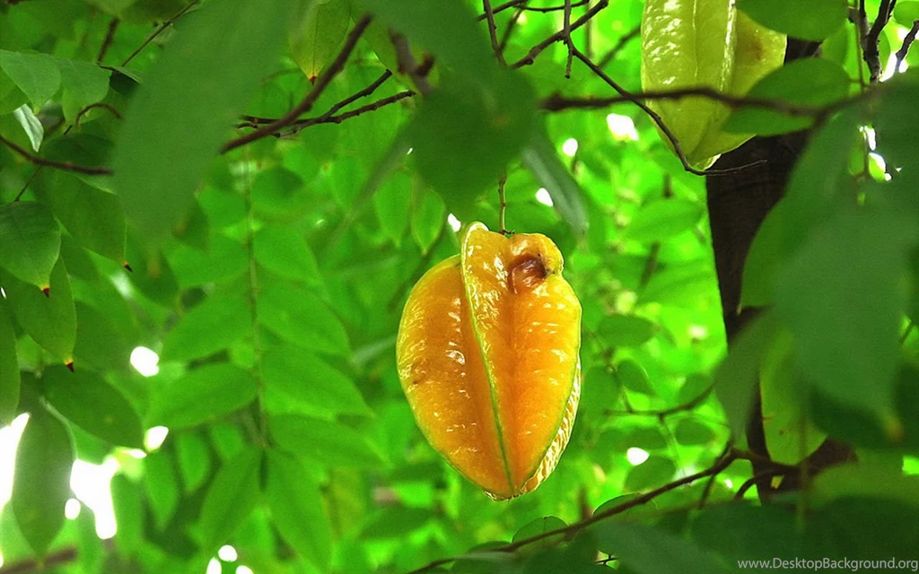 Sweet Cute Carambola HD Desktop Wallpapers 4 - Cate Wallpapers ...