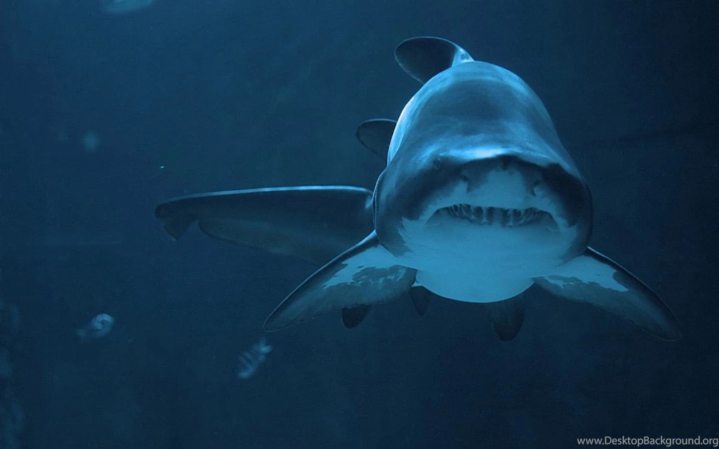 Shark Wallpapers Android Apps On Google Play
