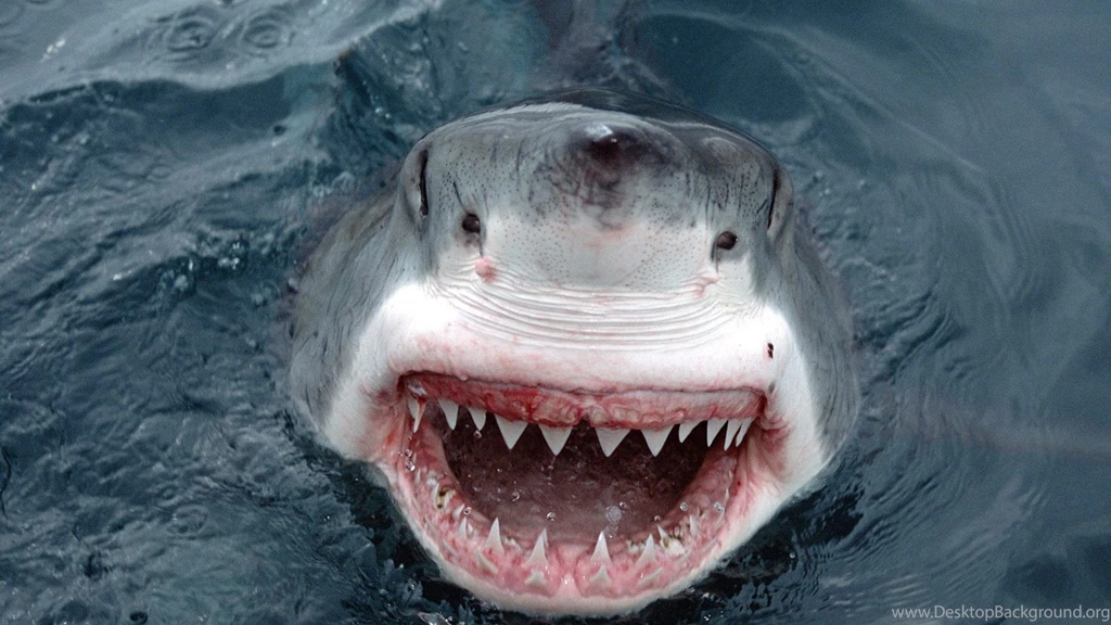 4K Ultra HD Shark Wallpapers HD, Desktop Backgrounds 3840x2160