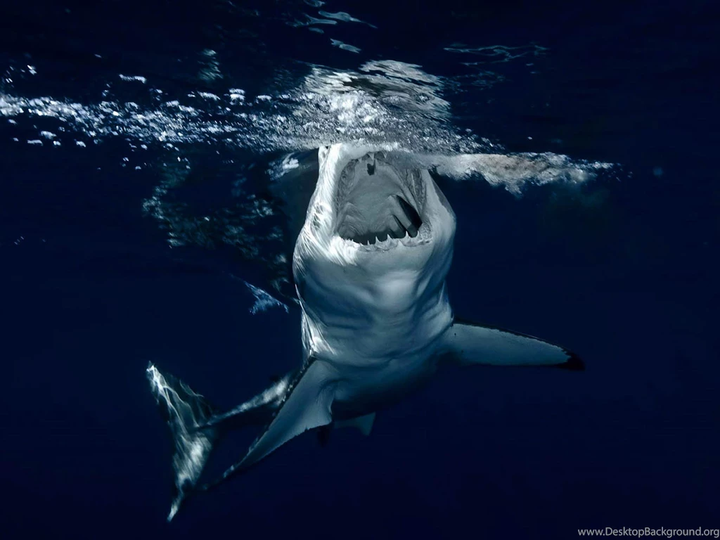 Wallpaper: Sharks Desktop Wallpapers