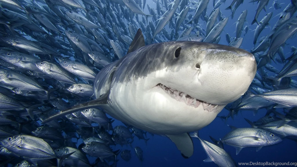 Desktop Images Of Sharks Download