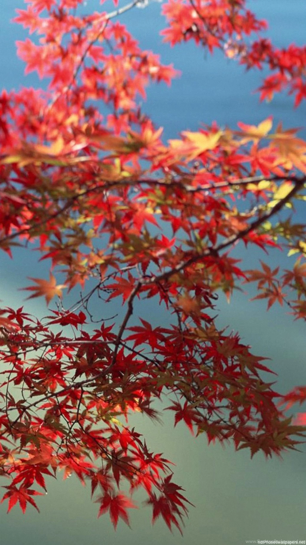 Nice iPhone 6 Wallpapers HD And Nice iPhone 6 Plus Wallpapers ...