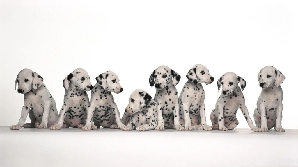 Dog Backgrounds Free Download