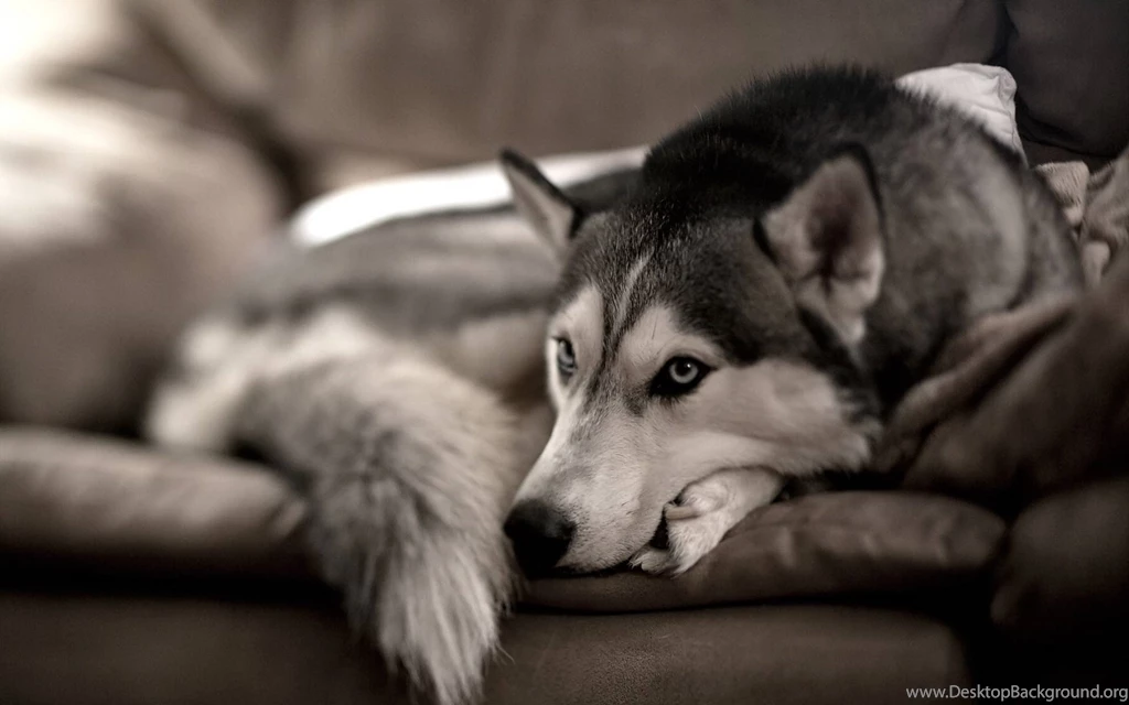 Husky HD Wallpapers Dogs Wallpapers