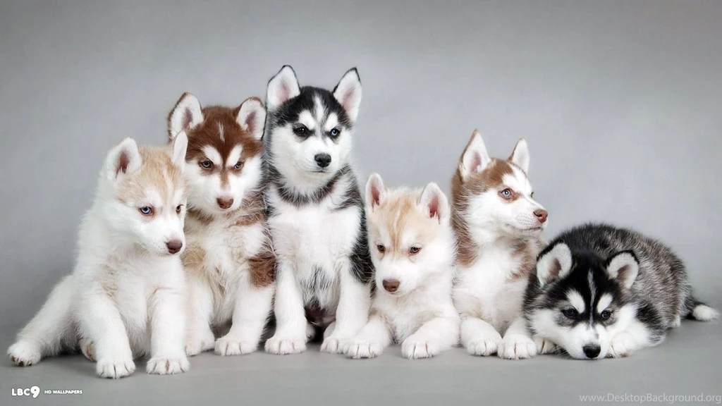 Wallpapers Dogs Hd Siberian Husky 1920x1080PX Dog Backgrounds ...