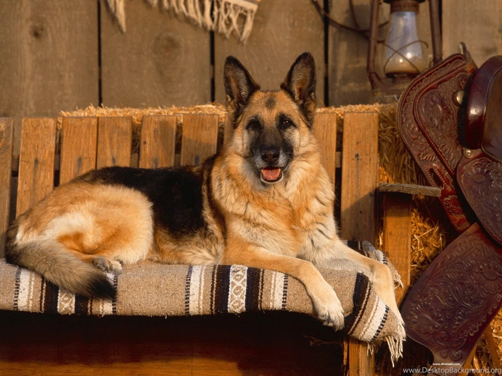 German HD Dogs Wallpapers Hd Wallpapers PetPictures