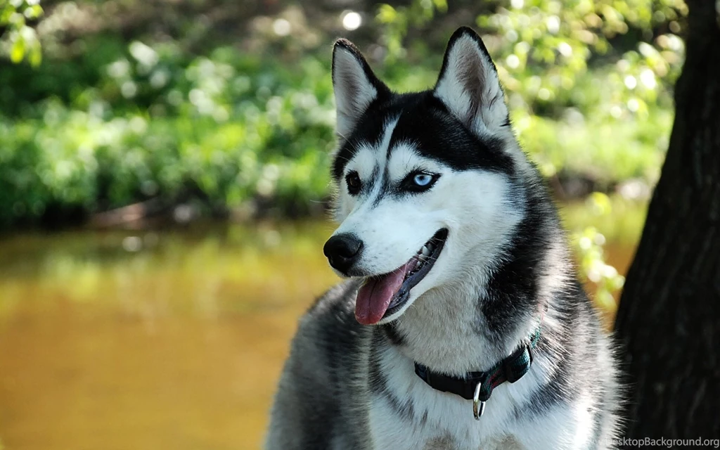 Siberian Husky Dogs Wallpapers 2356 1920x1200   UMad.com