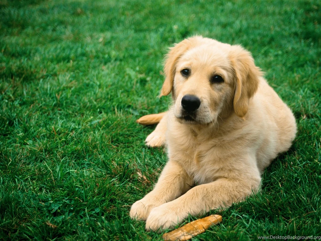 Dog Wallpapers Wallpapers HD Fine