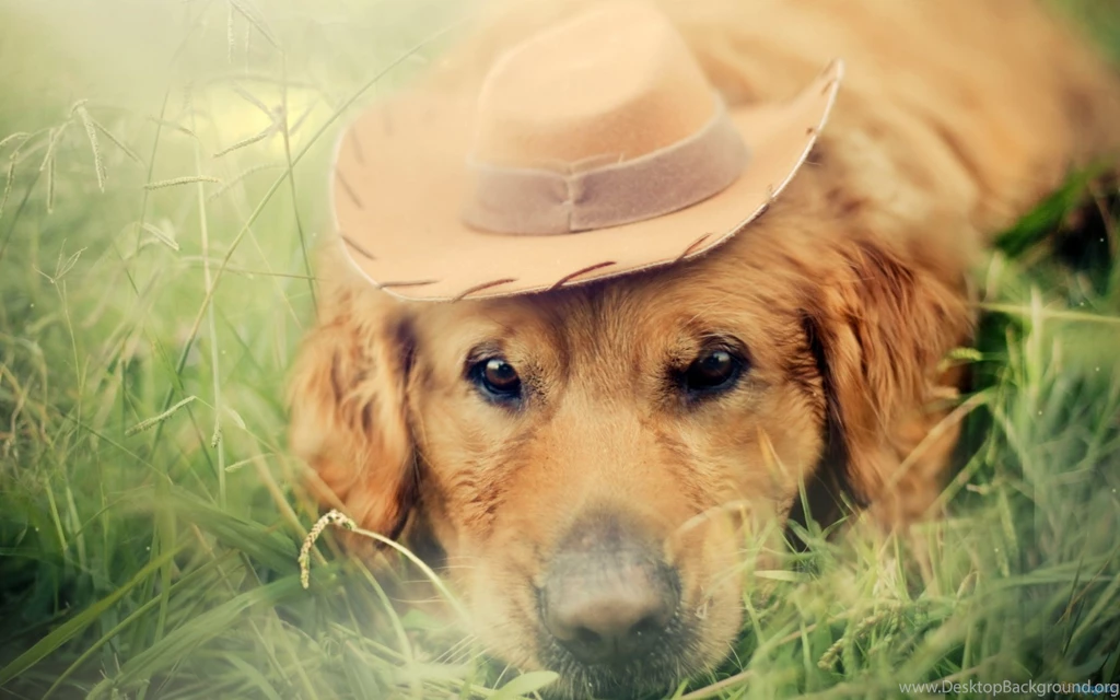 Dog Hd Wallpapers Widescreen 154 The Dog Wallpapers Best The Dog ...