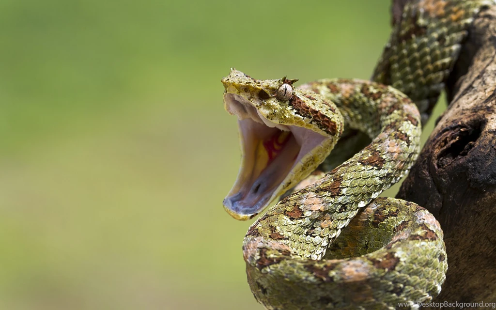 273 Snake HD Wallpapers