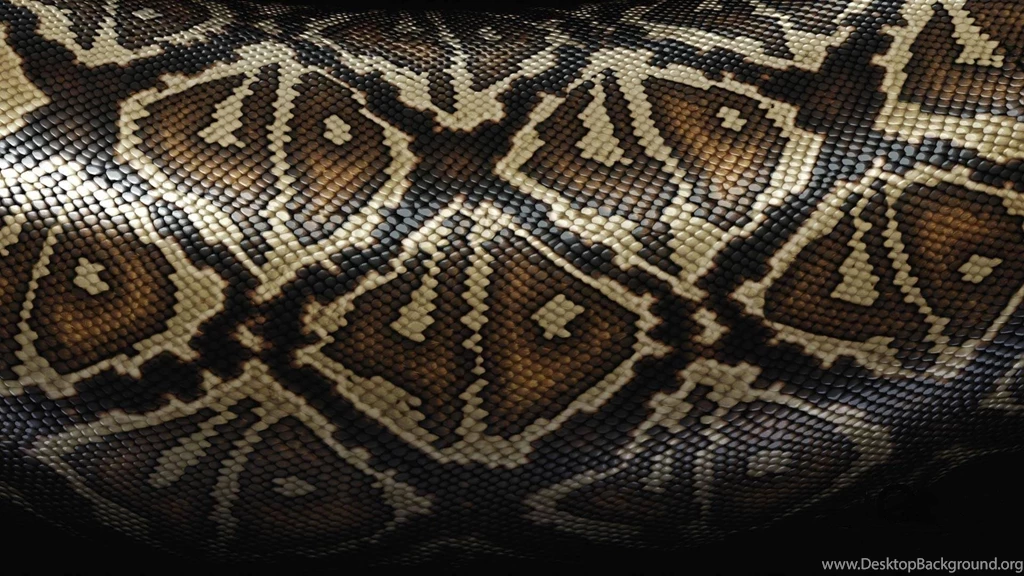 Page 5: Full HD 1080p Snake Wallpapers HD, Desktop Backgrounds ...