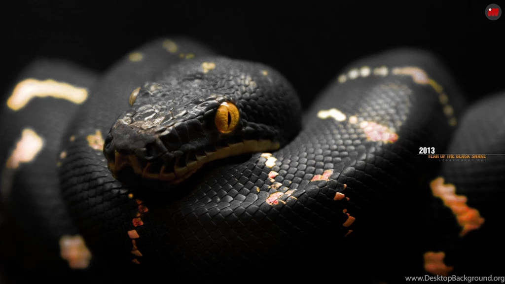 High Resolution Black Snake HD 1080p Wallpapers SiWallpaperHD 27086