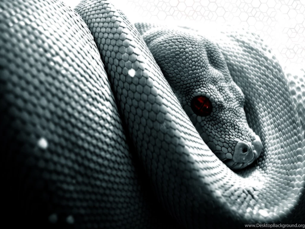 889071 Snake Wallpapers