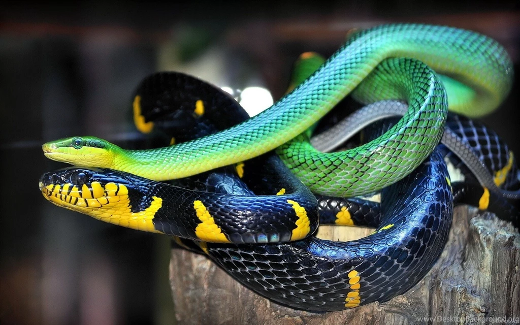 273 Snake HD Wallpapers