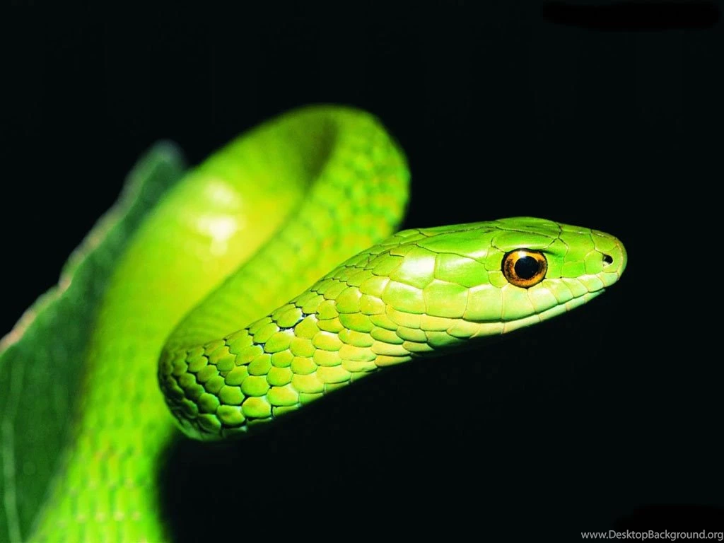 Full HD Pictures Snake 816.92 KB