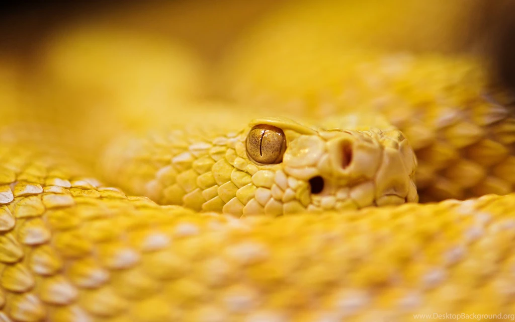 Albino Snake