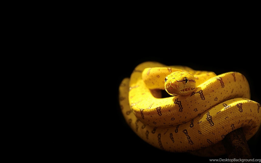 Yellow Snake Wallpapers
