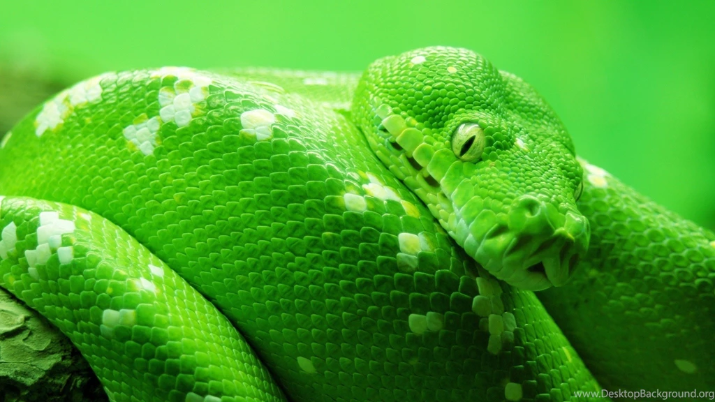 Download Wallpapers 3840x2160 Snake, Head, Spots 4K Ultra HD HD ...