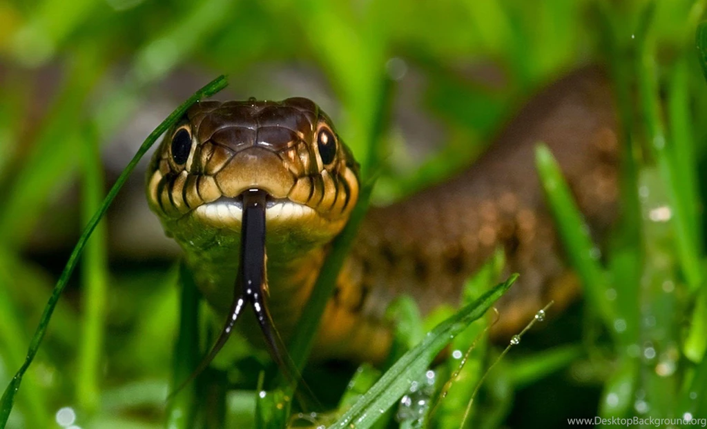 Cute Little Snakes 1680x1021