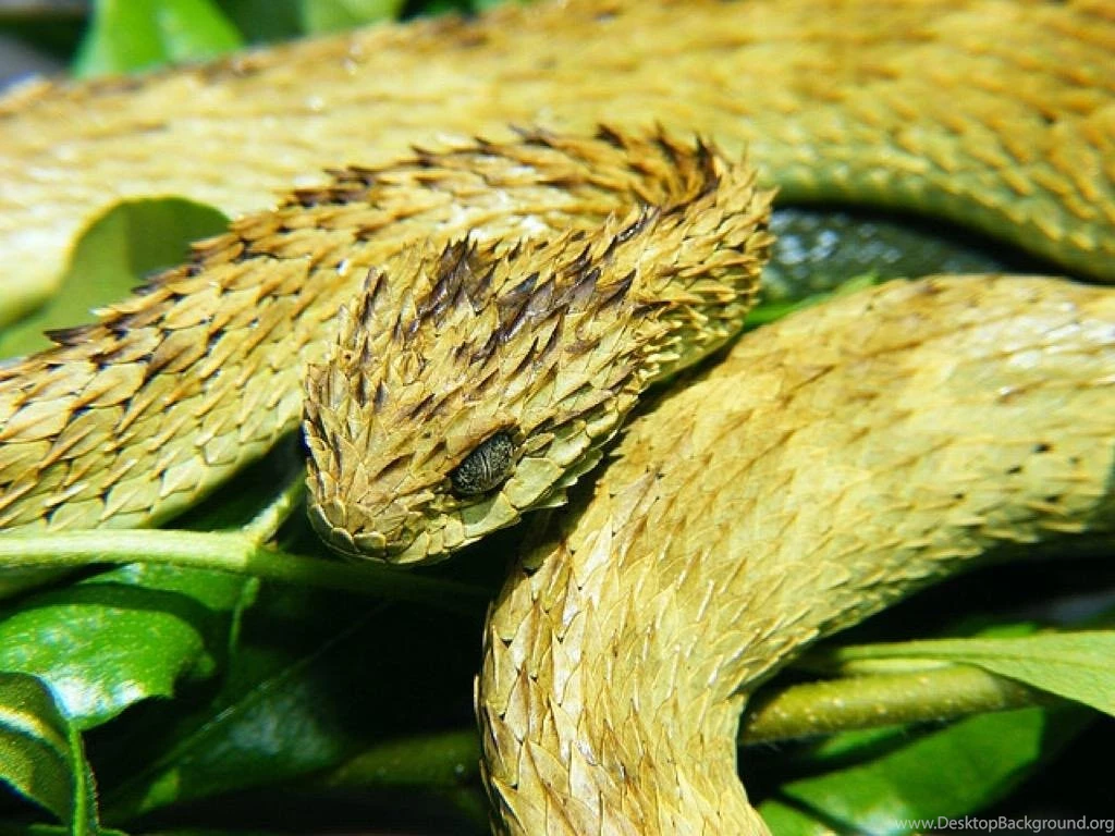 Viper Snakes Wallpaper Images Android Apps On Google Play