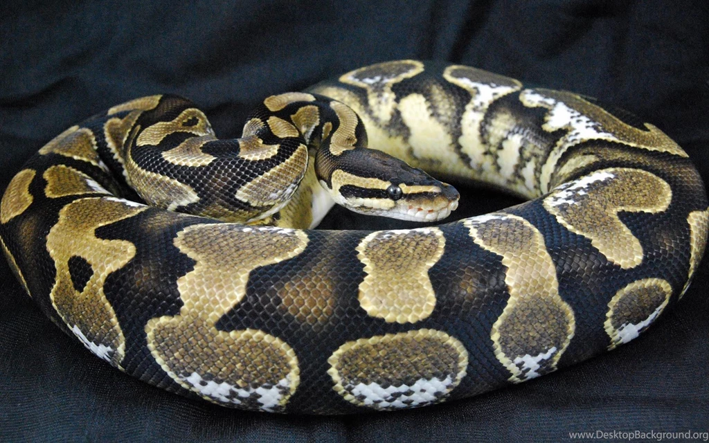 Best Snake Wallpapers Image Wallpapers