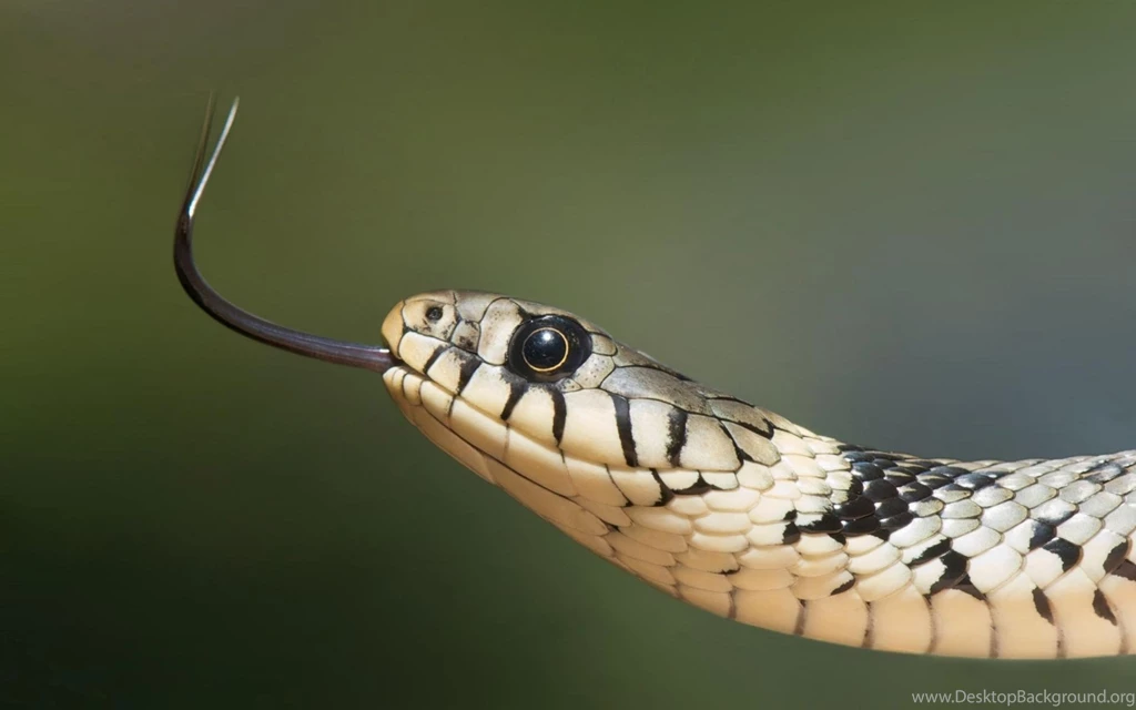 Desktop Coral Snakes Pictures Wallpapers
