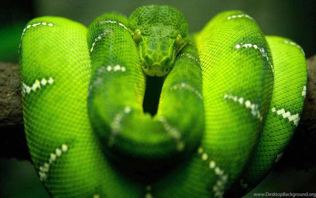 Snake Live Wallpapers Android Apps On Google Play